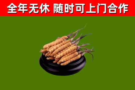 阜康市回收冬虫夏草