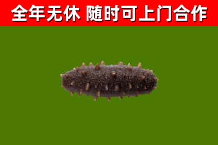 阜康市回收海参干